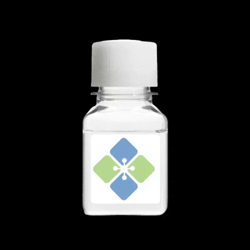 -Galactosidase Antibody